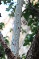 Erythrina decora, photograph author not stated, no rights reserved