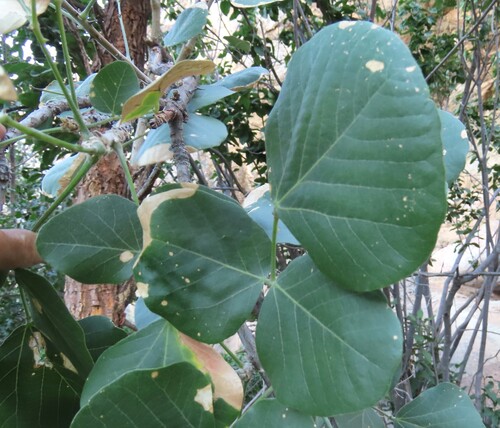 Erythrina decora, photograph 3