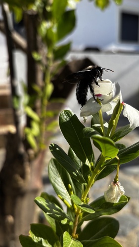 Violet Carpenter Bee