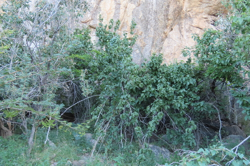 Strophanthus amboensis, photograph 4