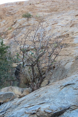 Erythrina decora