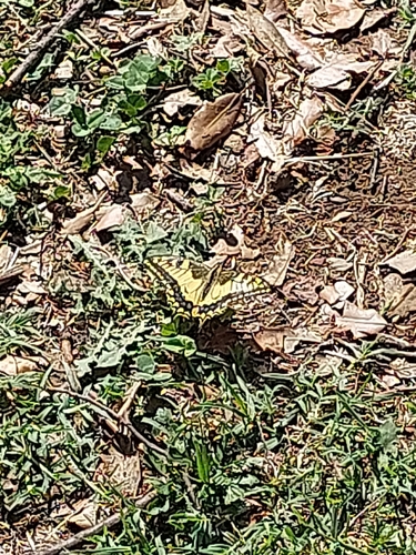 Old World Swallowtail