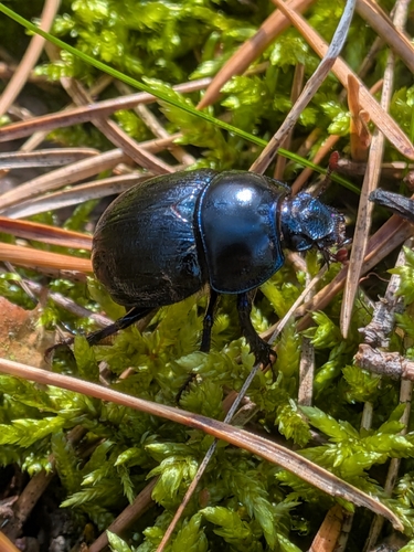 Woodland Dor Beetle