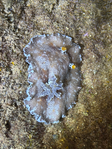 Platydoris formosa, 2026-09-11