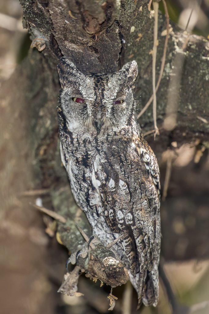 Eurasian Scops Owl