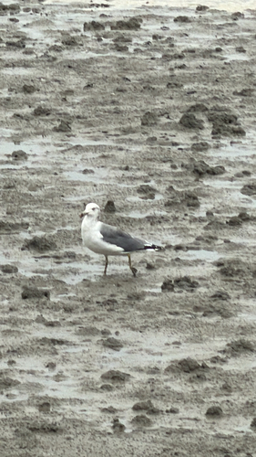 Black-tailed Gull