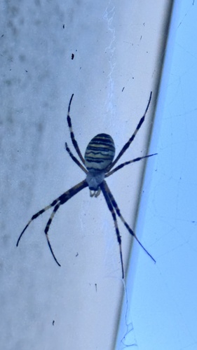 Wasp Spider
