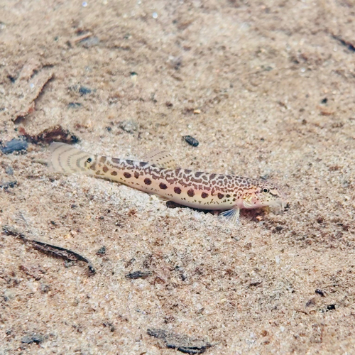 Common Spiny Loach