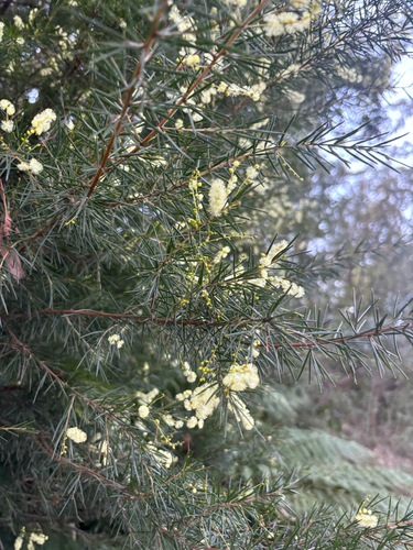 Acacia riceana, photograph 2