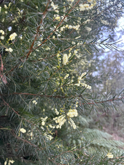 (c) Alex Day, some rights reserved (CC BY) Acacia riceana, photograph (c) Alex Day, some rights reserved (CC BY)