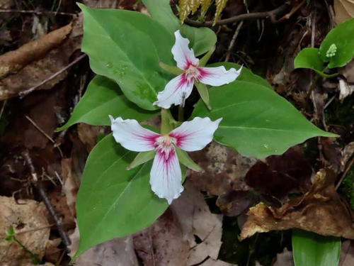 Trillium undulatum, photograph 5