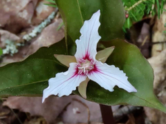 Trillium undulatum, photograph (c) Patrick Comins, some rights reserved (CC BY)