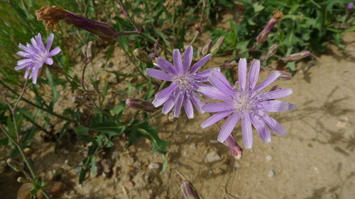 Lactuca pulchella iNat (3)