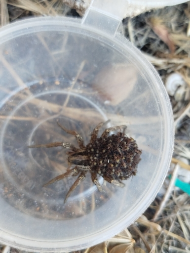 Radiated Wolf Spider