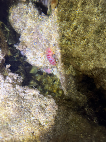 Hexabranchus observed 2026-09-04