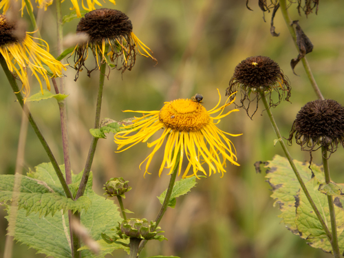 Yellow Oxeye