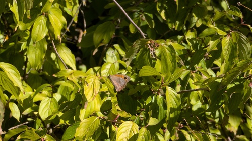 Meadow Brown