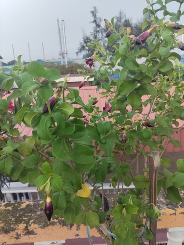 Purple Allamanda