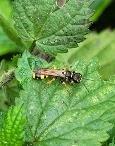 Field digger wasp