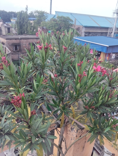 oleander
