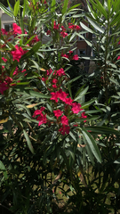 Nerium oleander