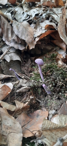 Amethyst Deceiver
