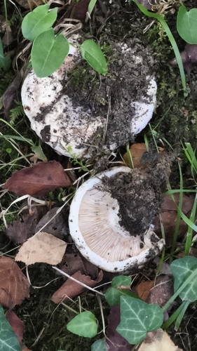 Lactarius controversus — (c) Jose Castro, some rights reserved (CC BY)
