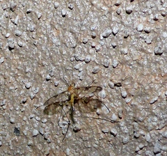 Macrocera