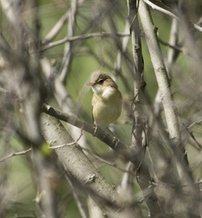 Acrocephalus scirpaceus