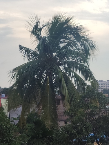 coconut palm
