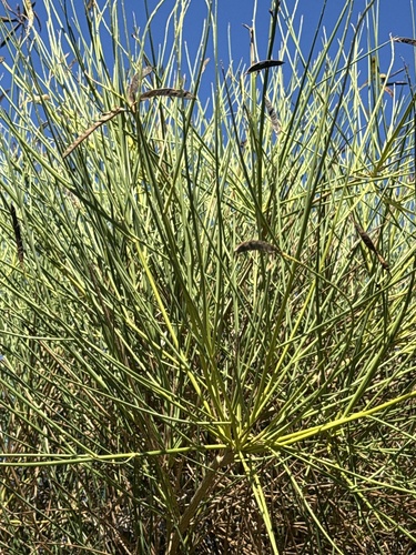 Spanish Broom