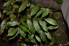 Diospyros australis