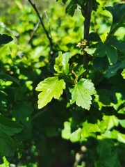 Ribes alpinum