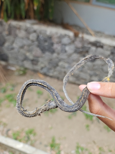 Coelognathus flavolineatus observed 2026-09-12