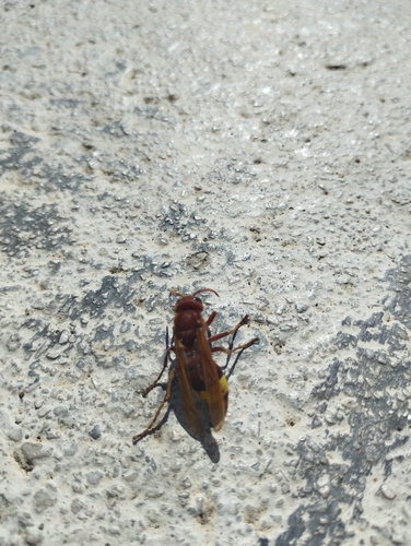 Oriental Hornet