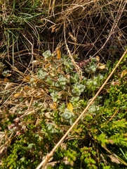 Cerastium alpinum