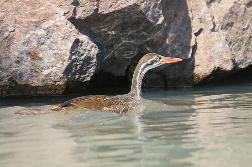 iNaturalist image