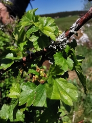 Ribes alpinum