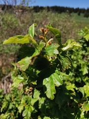 Ribes alpinum