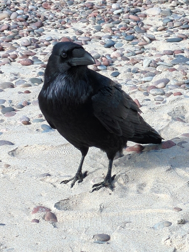 Common Raven