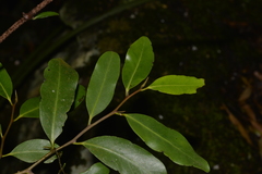 Diospyros australis
