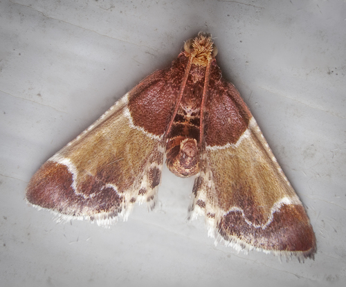 Meal moth