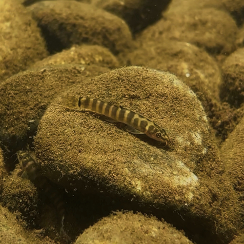 Spotback Loach