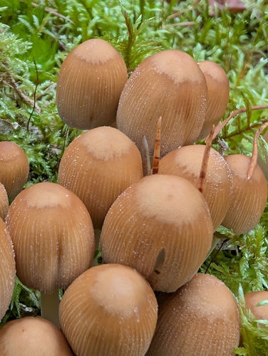 mica cap