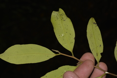 Diospyros australis