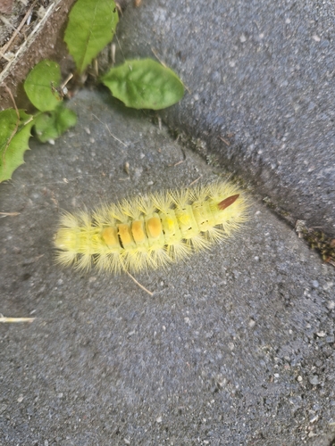 Pale Tussock Moth