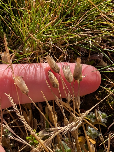 Cerastium alpinum, photograph 2