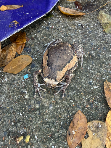 Asian Painted Frog