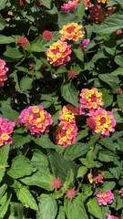 Lantana camara
