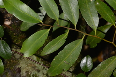 Diospyros australis